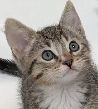 4 PACMAN KITTENS - Meet INKY (M) -  Tabby and Domestic Short Hair Cat for Adoption in Hillsboro, Oregon - 4 PACMAN KITTENS - Meet INKY (M) | PetCurious