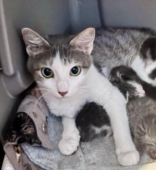 Leah -  Domestic Short Hair Cat for Adoption in Port Washington, Wisconsin - Leah | PetCurious