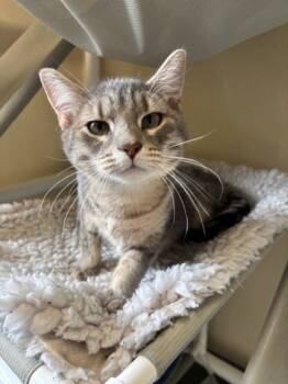 Rescue Domestic Short Hair Cats for Adoption in Everett, Washington - Daria | PetCurious