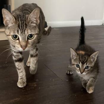 Marmalade and Macie Our Gorgeous Friendly Torbies -  Torbie Cat for Adoption in Evesham, New Jersey - Marmalade And Macie Our Gorgeous Friendly Torbies | PetCurious