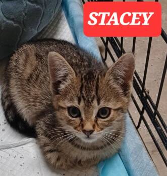 STACEY AND MACEY -  American Shorthair Cat Available for Adoption in Elgin, South Carolina - STACEY AND MACEY | PetCurious
