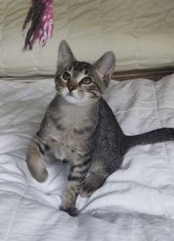 Rescue Domestic Short Hair Cats for Adoption in Dallas, Texas - Snickers | PetCurious