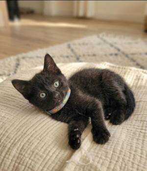 Minuit -  Domestic Short Hair Cat for Adoption in Wakefield, Quebec - Minuit | PetCurious