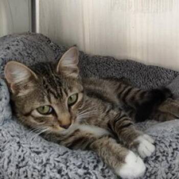 Viola -  Domestic Short Hair Cat for Adoption in Fairfax Station, Virginia - Viola | PetCurious