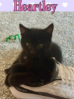 Domestic Short Hair Cats Available for Adoption - Heartley | PetCurious