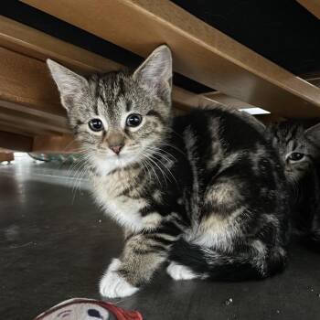 Sugar -  Domestic Short Hair Cat for Adoption in Fairmont, West Virginia - Sugar | PetCurious