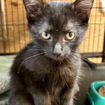 Rescue Domestic Short Hair Cats for Adoption in Enterprise, Alabama - Nico | PetCurious