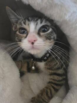 Lotus -  Domestic Short Hair Cat for Adoption in Cary, North Carolina - Lotus | PetCurious
