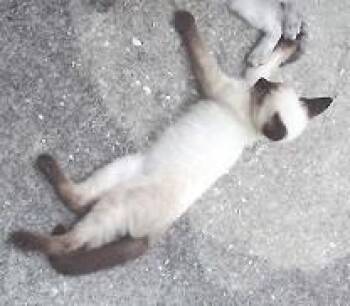 Kolby -  Siamese and Domestic Short Hair Cat for Adoption in Fairhope, Alabama - Kolby | PetCurious