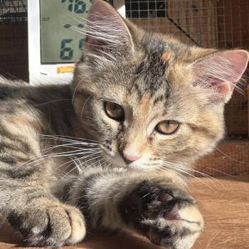 Iris -  Domestic Short Hair Cat for Adoption in Saratoga Springs, New York - Iris | PetCurious