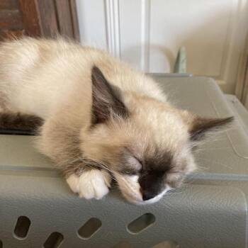 Tonto -  Domestic Medium Hair Cat for Adoption in Prescott, Arizona - Tonto | PetCurious