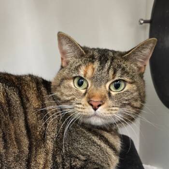 Rescue Domestic Short Hair Cats for Adoption in Buffalo, New York - Bess (changed Her Name To Luna) | PetCurious