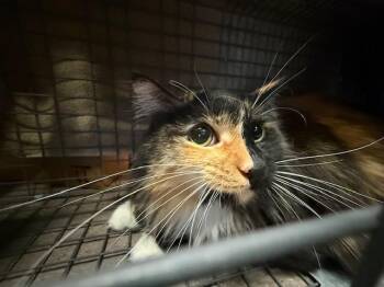 Domestic Short Hair Cats Available for Adoption - ROSIE | PetCurious