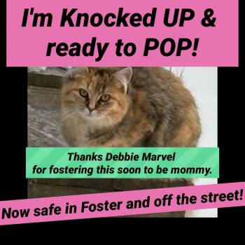 ? -  Domestic Short Hair Cat Available for Adoption in Liberty, New York - ? | PetCurious