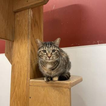 Rescue Domestic Short Hair Cats for Adoption in Chicago, Illinois - Lindey | PetCurious