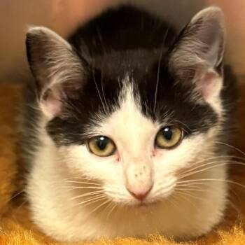 Ruthenium -  Domestic Short Hair Cat for Adoption in East Hanover, New Jersey - Ruthenium | PetCurious