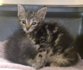 Domestic Short Hair Cats Available for Adoption in Oklahoma City, Oklahoma - MAOMAO | PetCurious