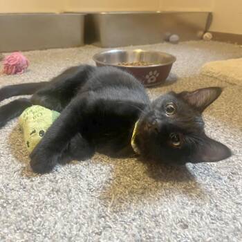 Tortilla -  Domestic Short Hair Cat for Adoption in Medina, Ohio - Tortilla | PetCurious