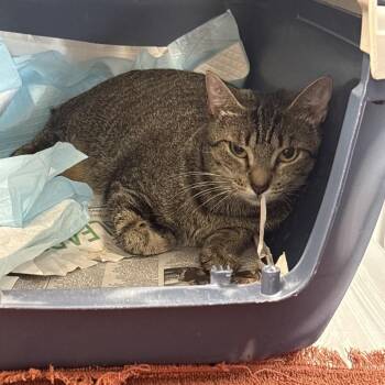 Little Dear -  Domestic Short Hair Cat for Adoption in West Palm Beach, Florida - Little Dear | PetCurious