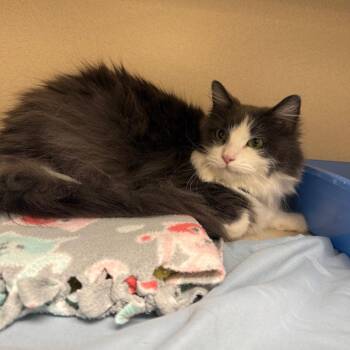 Domestic Long Hair Cats Available for Adoption - Fluffy | PetCurious
