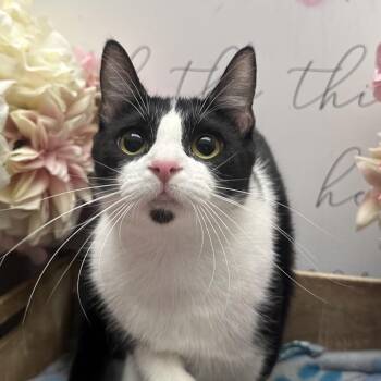 Tinkerbell -  American Shorthair Cat for Adoption in Newberg, Oregon - Tinkerbell | PetCurious