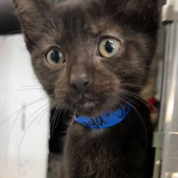 Raya -  Domestic Short Hair Cat for Adoption in Chicago, Illinois - Raya | PetCurious