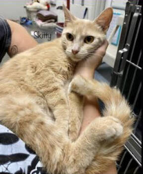 Rescue Domestic Short Hair Cats for Adoption in Herndon, Virginia - Skitty | PetCurious