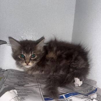 Cheese -  Domestic Long Hair Cat for Adoption in Tylertown, Mississippi - Cheese | PetCurious
