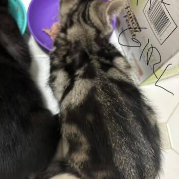 Fiji 2026 -  Domestic Short Hair Cat for Adoption - Fiji 2026 | PetCurious