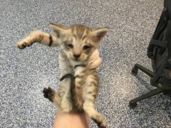 Domestic Short Hair Cats Available for Adoption in Thousand Palms, California - A1912468 | PetCurious