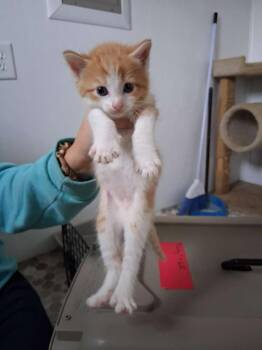 Super Fly -  Domestic Short Hair Cat for Adoption in Hillsboro, Ohio - Super Fly | PetCurious
