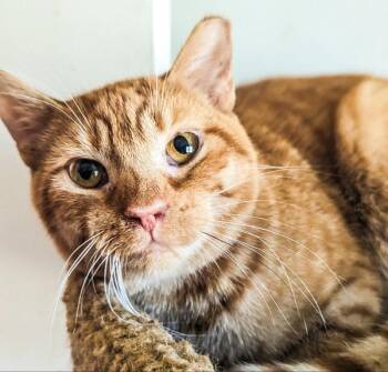 Emery -  Domestic Short Hair and Tiger Cat for Adoption in Niles, Michigan - Emery | PetCurious
