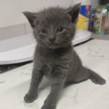 Cornelia -  Domestic Short Hair Cat for Adoption in St. Louis, Missouri - Cornelia | PetCurious