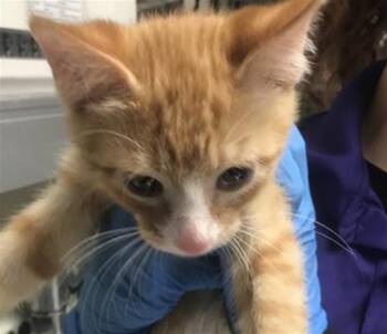 A431392 -  Domestic Short Hair Cat for Adoption in Conroe, Texas - A431392 | PetCurious