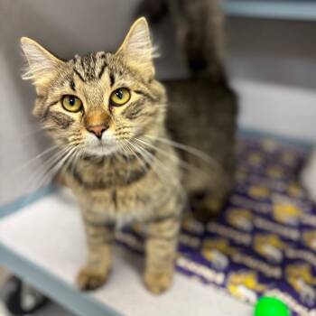 Dixon -  Domestic Long Hair Cat for Adoption in Marshalltown, Iowa - Dixon | PetCurious