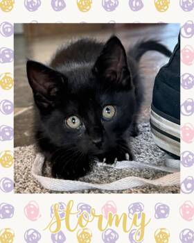 Domestic Short Hair Cats Available for Adoption in Pasco, Washington - Stormy | PetCurious