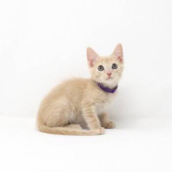 Purple Haze -  Domestic Short Hair Cat for Adoption in Florence, Arizona - Purple Haze | PetCurious