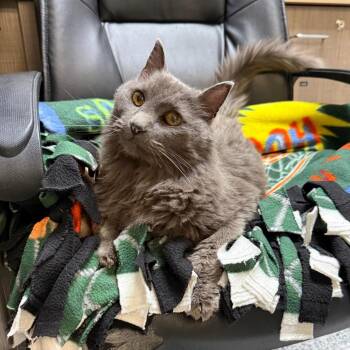 Evie -  Domestic Long Hair and Domestic Short Hair Cat for Adoption in Great Falls, Montana - Evie | PetCurious
