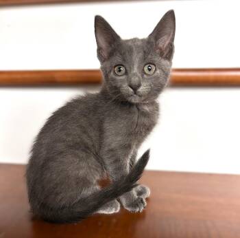 Periwinkle -  Russian Blue Cat Available for Adoption in Fort Myers, Florida - Periwinkle | PetCurious