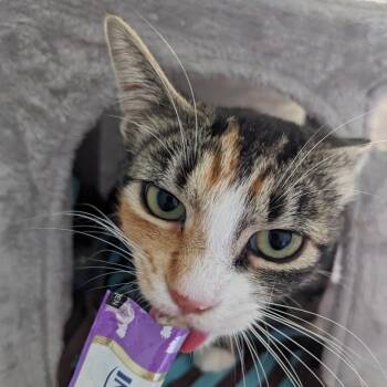 Abby Cadabby -  Domestic Short Hair Cat for Adoption in Abbotsford, British Columbia - Abby Cadabby | PetCurious