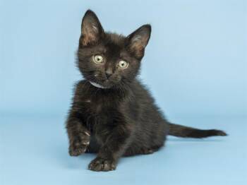 TOASTER -  Domestic Short Hair Cat for Adoption in Phoenix, Arizona - TOASTER | PetCurious