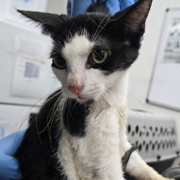 Crackle -  Domestic Short Hair Cat for Adoption in Newark, New Jersey - Crackle | PetCurious