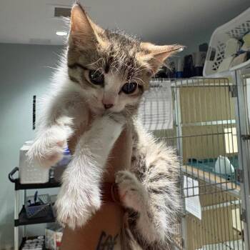 Pj -  Domestic Short Hair Cat for Adoption in Leander, Texas - Pj | PetCurious