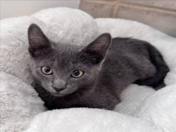 *SMOKEY -  Domestic Short Hair Cat for Adoption in Woodland, California - *SMOKEY | PetCurious