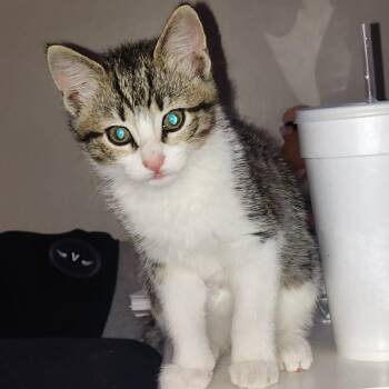 Matcha -  Domestic Short Hair Cat for Adoption in Little Mountain, South Carolina - Matcha | PetCurious