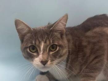 Jelly -  Domestic Short Hair Cat for Adoption in Woodbury, Minnesota - Jelly | PetCurious