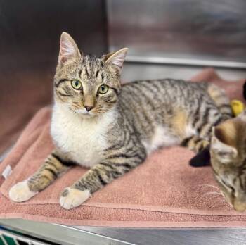 Domestic Short Hair Cats Available for Adoption - Tony | PetCurious