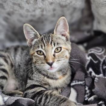 Bonnie (and Clyde) -  Domestic Short Hair Cat for Adoption in Ferndale, Washington - Bonnie (and Clyde) | PetCurious