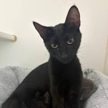 Invinsible -  Domestic Short Hair Cat for Adoption in Grass Valley, California - Invinsible | PetCurious