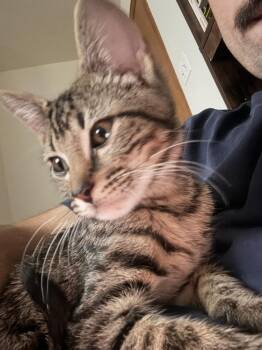 Saffron -  Domestic Short Hair Cat for Adoption in Lafayette, Colorado - Saffron | PetCurious